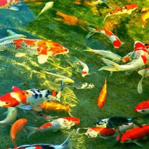 CAD Drawings Advanced Aquaculture Systems, Inc. Application Information